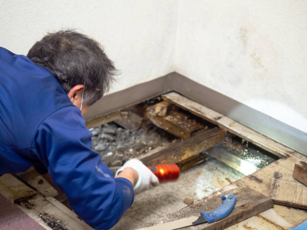 Best Mold Remediation for Schools in Meadow Vista, CA