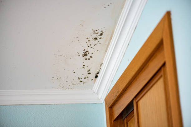 Best Kitchen Mold Remediation in Meadow Vista, CA