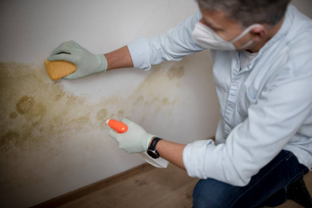 Professional Mold Remediation in Meadow Vista, CA