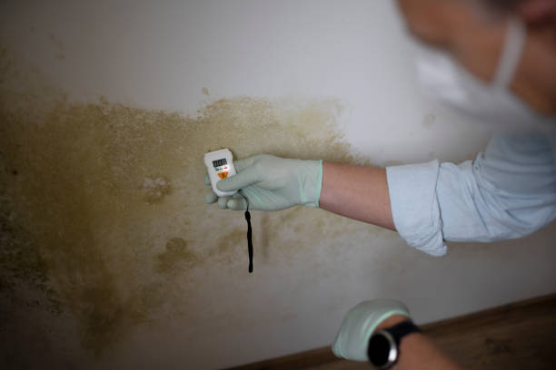 Best Mold Remediation for Specific Building Types in Meadow Vista, CA