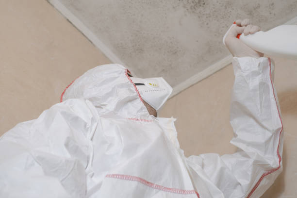 Best Basement Mold Remediation in Meadow Vista, CA