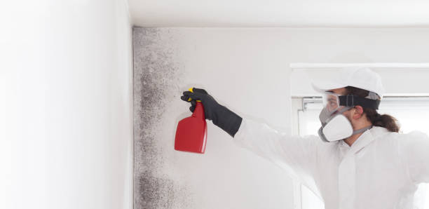 Best Crawl Space Mold Remediation in Meadow Vista, CA